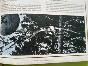 Ein Myeras - ein eulenartiges Wesen mit gewundenen Hörnern und glühenden Augen - ist im Flug im Zwielicht des Waldes bestens getarnt.