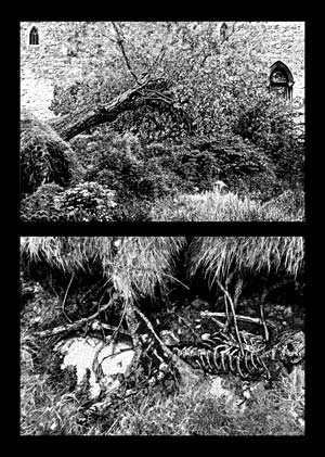 Im oberen Teil der Abbildung ist in einem verwilderten Park ein Baum umgestürzt, während der untere Teil aus dem Boden herausgerissene Wurzeln und darunter ein Skelett zeigt.